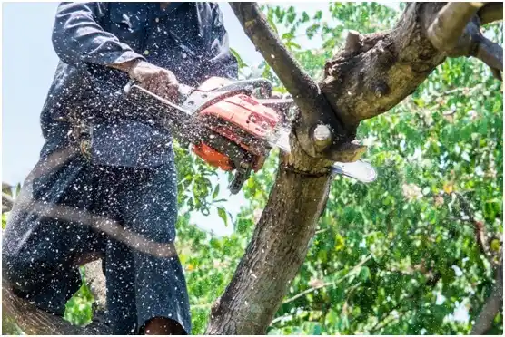 tree services Mifflinville